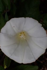 <i>Convolvulus sepium</i>