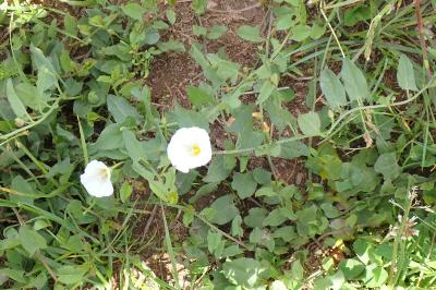 <i>Convolvulus arvensis</i>