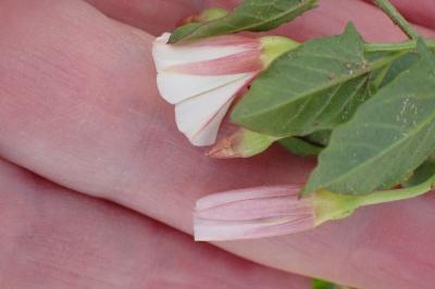 <i>Convolvulus arvensis</i>