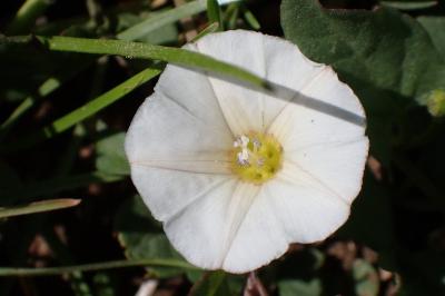 <i>Convolvulus arvensis</i>