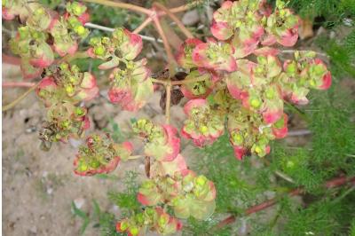 <i>Euphorbia</i>