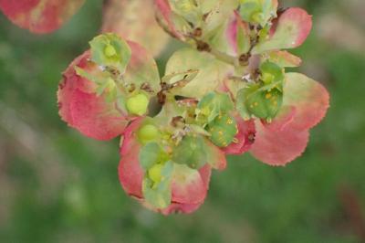 <i>Euphorbia</i>