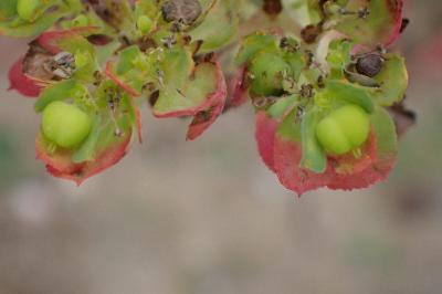 <i>Euphorbia</i>