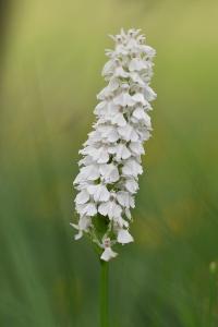 <i>Dactylorhiza maculata</i>