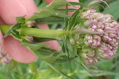 <i>Valeriana officinalis</i>