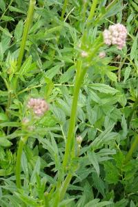 <i>Valeriana officinalis</i>