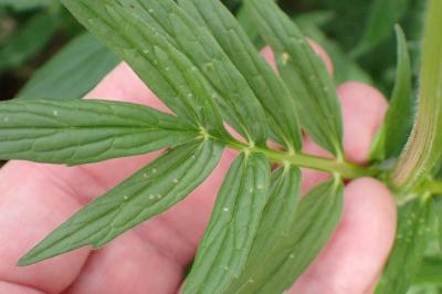 <i>Valeriana officinalis</i>