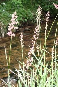 <i>Phalaris arundinacea</i>
