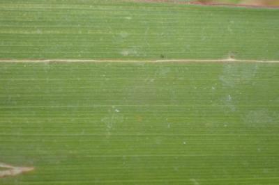 <i>Phalaris arundinacea</i>