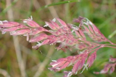 <i>Phalaris arundinacea</i>