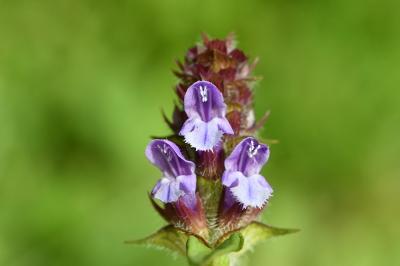 <i>Prunella vulgaris</i>