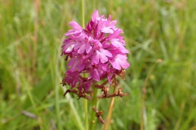 <i>Anacamptis pyramidalis</i>
