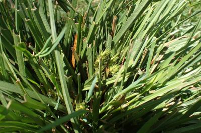 <i>Carex hordeistichos</i>