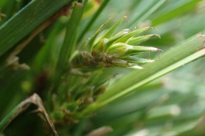 <i>Carex hordeistichos</i>