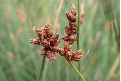 <i>Schoenoplectus tabernaemontani</i>