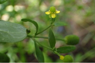 <i>Ranunculus sceleratus</i>