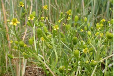 <i>Ranunculus sceleratus</i>