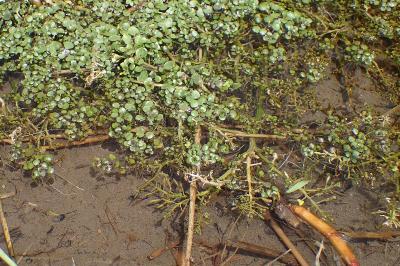 <i>Nasturtium officinale</i>