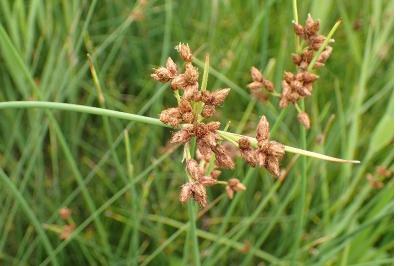 <i>Schoenoplectus tabernaemontani</i>