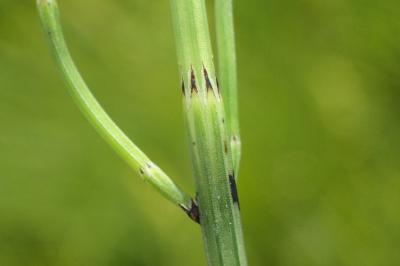 <i>Equisetum palustre</i>
