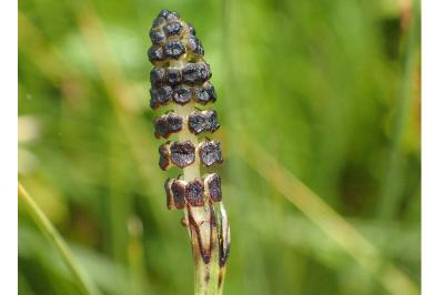 <i>Equisetum palustre</i>