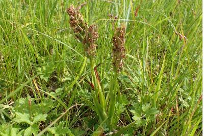 <i>Dactylorhiza incarnata</i>