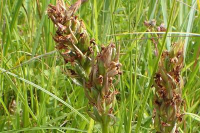<i>Dactylorhiza incarnata</i>