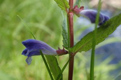 <i>Scutellaria galericulata</i>