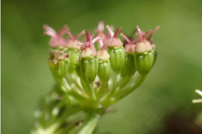 <i>Dichoropetalum carvifolia</i>