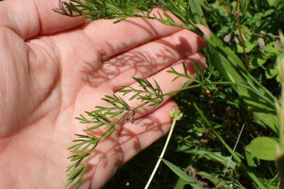<i>Dichoropetalum carvifolia</i>