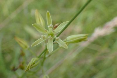 <i>Loncomelos pyrenaicus</i>