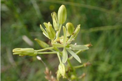 <i>Loncomelos pyrenaicus</i>