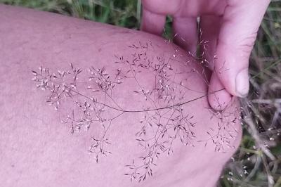 <i>Agrostis</i>