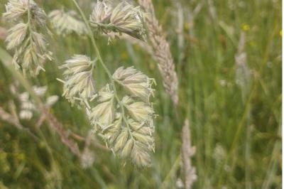 <i>Dactylis glomerata</i>