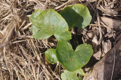 <i>Ficaria verna</i>