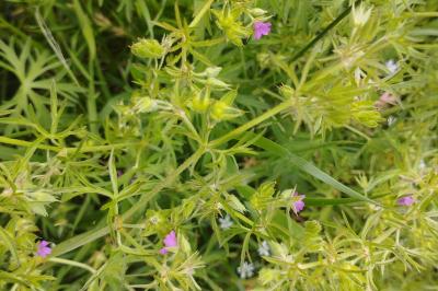 <i>Geranium dissectum</i>