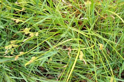 <i>Carex pallescens</i>