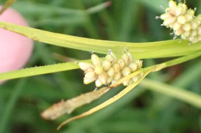 <i>Carex pallescens</i>