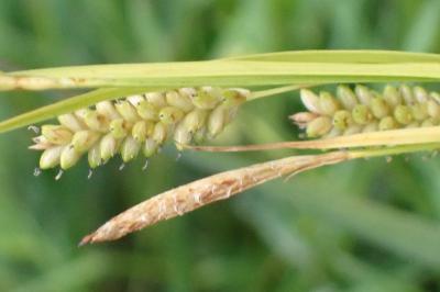 <i>Carex pallescens</i>