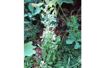 <i>Silene nutans</i>