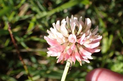 <i>Trifolium hybridum</i>