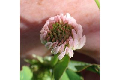 <i>Trifolium hybridum</i>