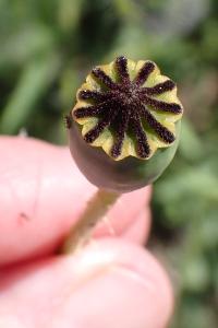 <i>Papaver rhoeas</i>