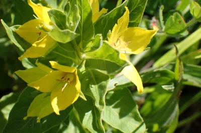 <i>Lysimachia punctata</i>