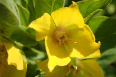 <i>Lysimachia punctata</i>
