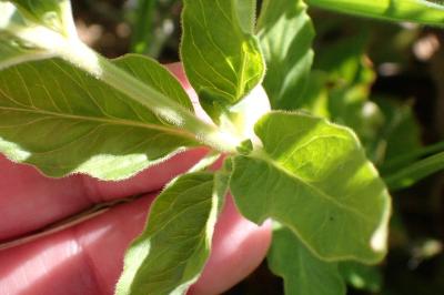 <i>Lysimachia punctata</i>