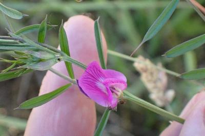 <i>Vicia sativa</i>