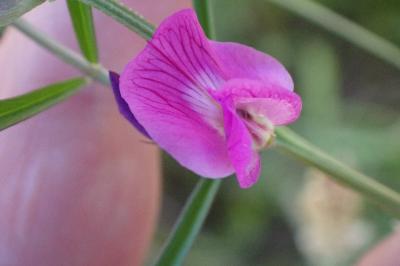 <i>Vicia sativa</i>