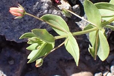 <i>Lysimachia arvensis</i>