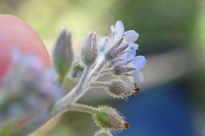 <i>Myosotis arvensis</i>